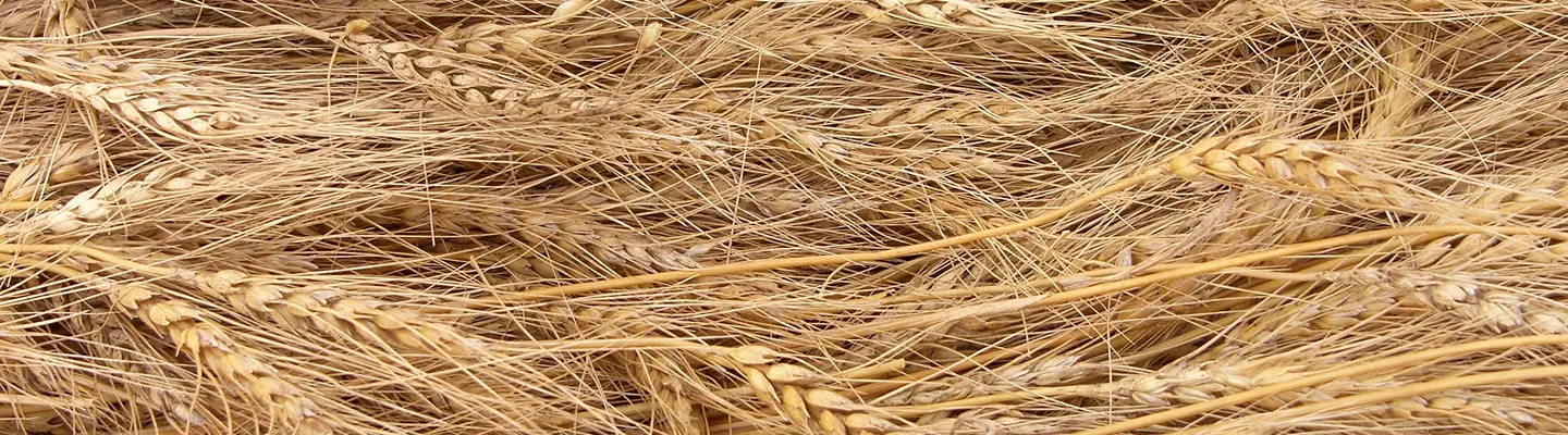 Épis de blé dorés, entremêlés, photographiés en gros plan après la récolte, symbolisant l'origine des farines boulangères.